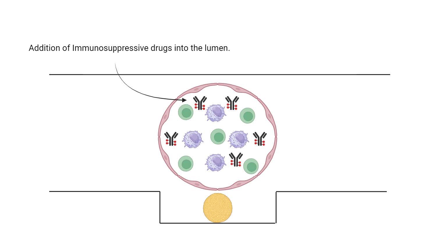 Development of Microfluidic Devices for Studying Organ Transplant Rejection