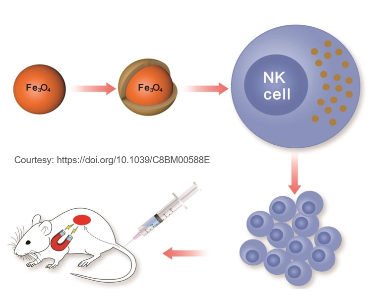 Superparamagnetic Iron Oxide Nanoparticles in NK Cell-Based Immunotherapy